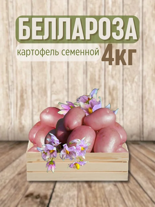 Картофель 21 Картофель на посадку Беллароза 7 кг, 4 кг