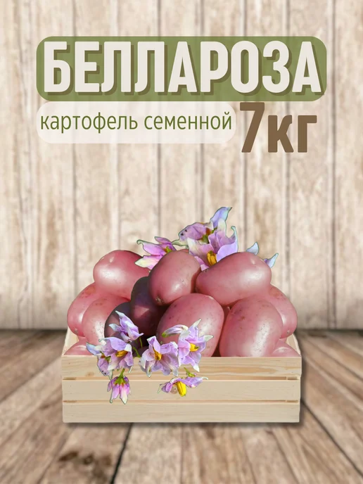 Картофель 21 Картофель на посадку Беллароза 7 кг, 7 кг