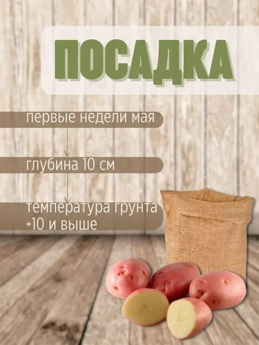 Картофель 21 Картофель на посадку Беллароза 7 кг, 7 кг, фото 3