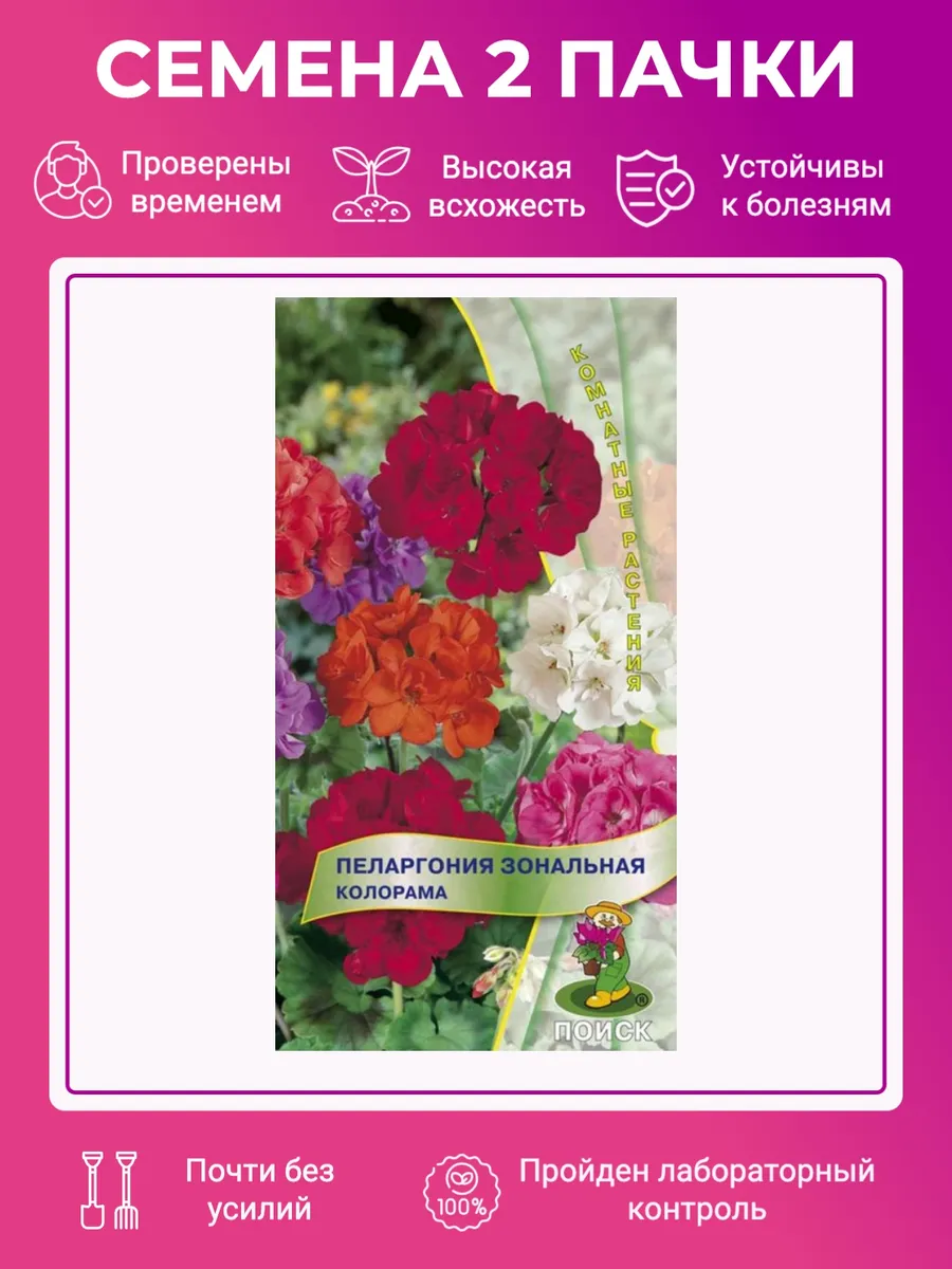 Пеларгония Зональная Купить В Горшке